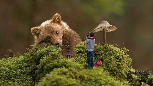 Le guide nature en forêt : pourquoi l