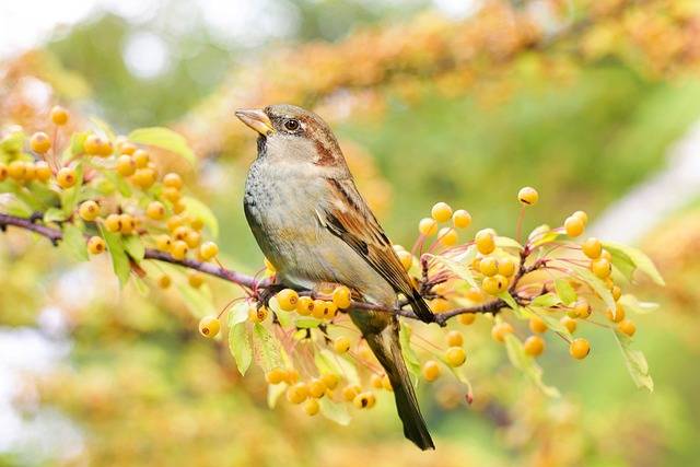 Le guide nature en forêt : comment l