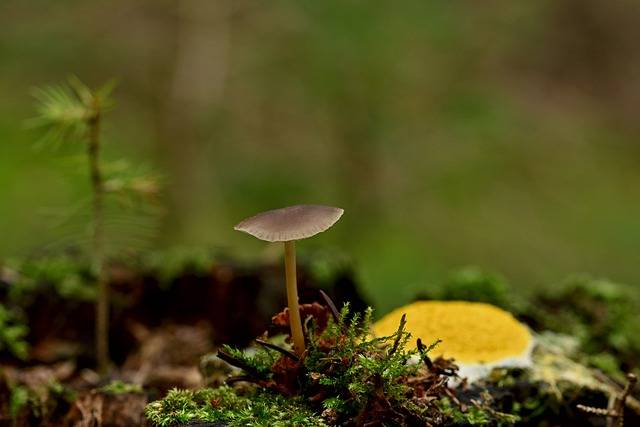 Le guide nature en forêt : étape par étape, découvrez comment faire