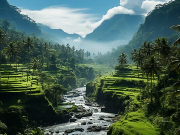 Une forêt et un ruisseau