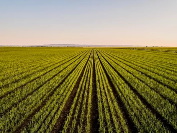 Agriculture