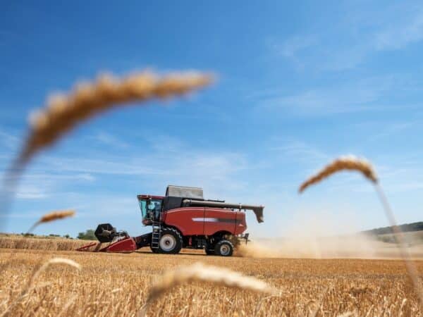 Agriculture, champ de cutlure