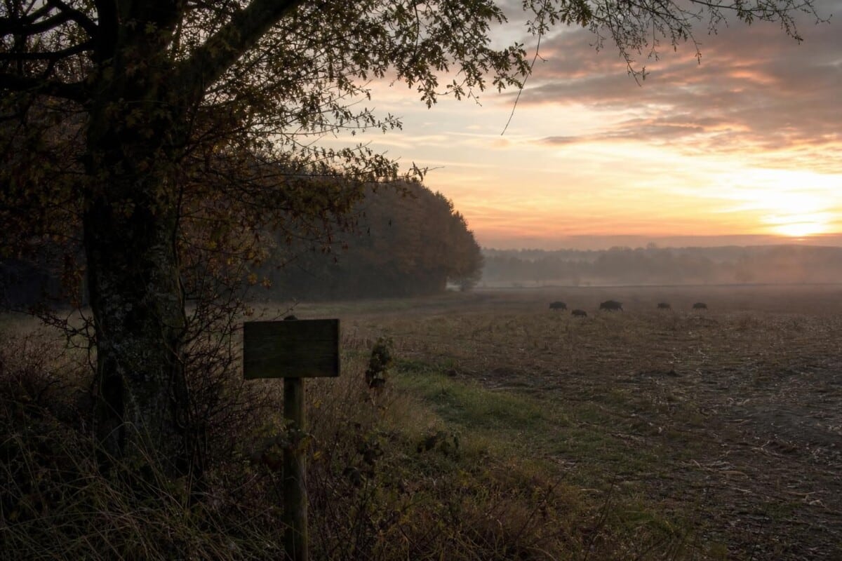 la fédération de chasse de la marne exprime son opposition ferme face à la proposition controversée émanant de la fédération voisine, soulignant les enjeux et débats actuels.